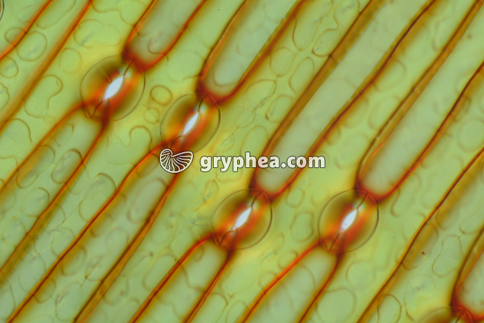 Stomates de feuille d'Iris  x60 - gryphea.com